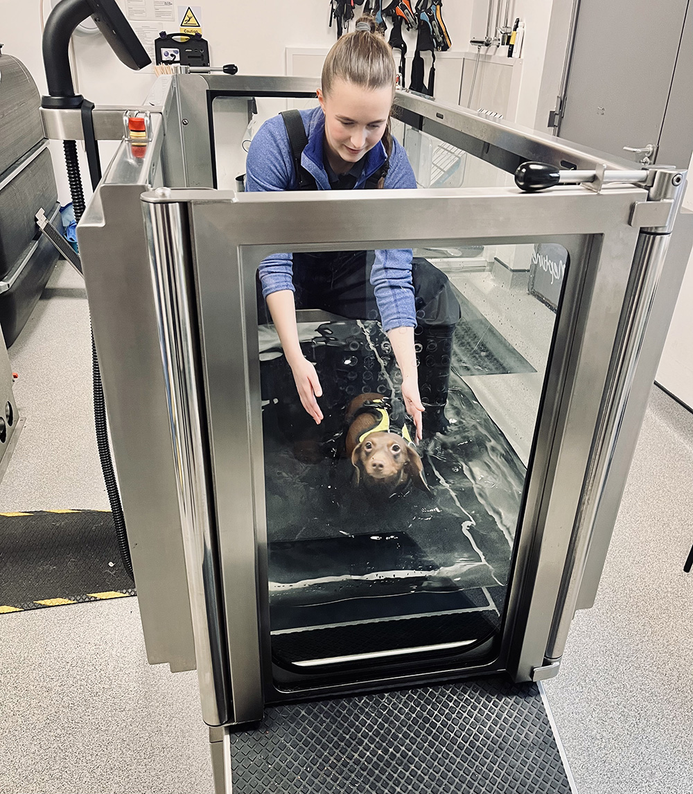 Dog Having Hydrotherapy