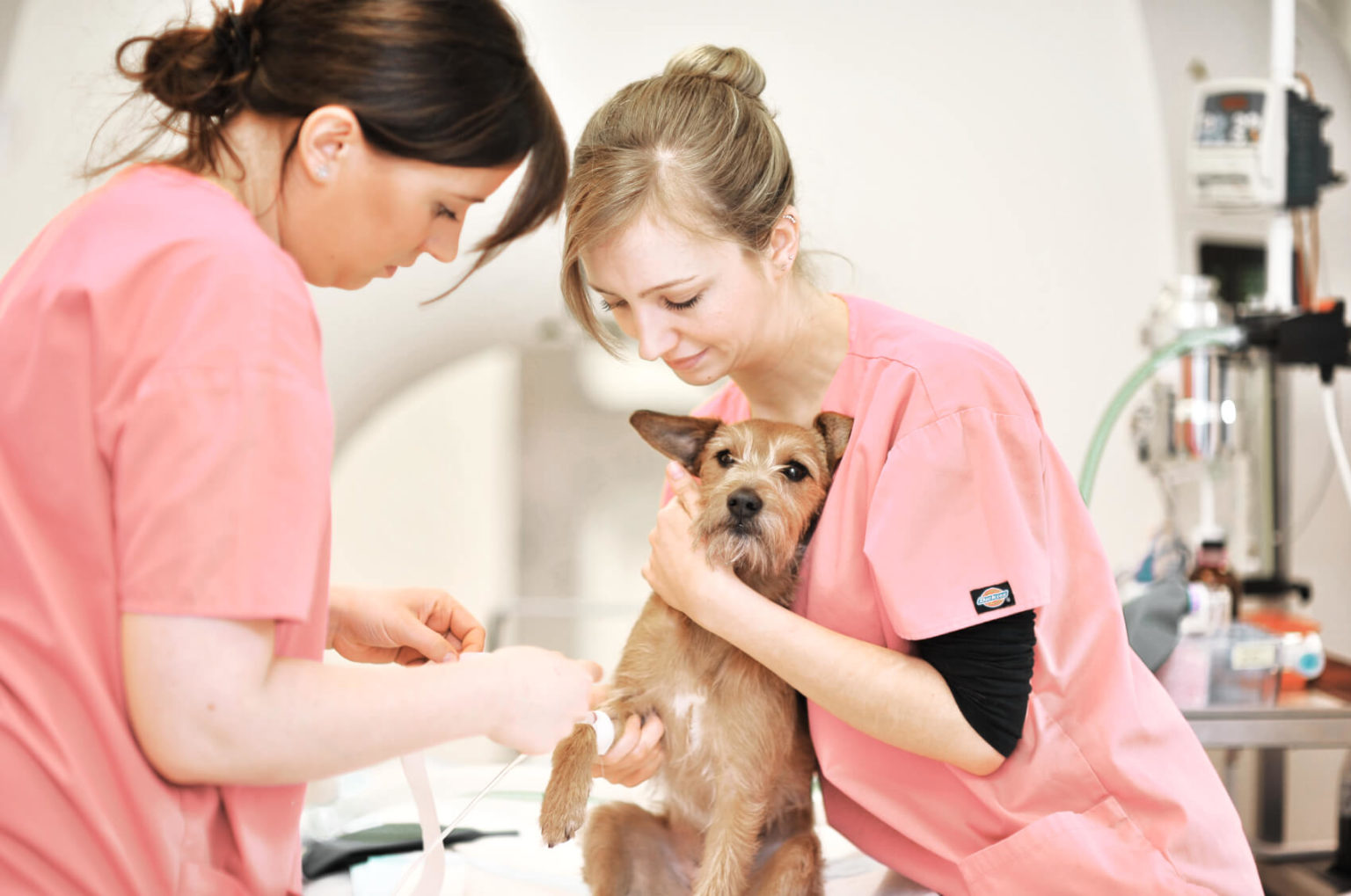 Hemilaminectomy in dogs and cats | Dogwood Referrals